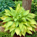 Hosta - Lady Guinevere