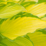 Hosta - Lady Guinevere