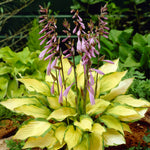 Hosta - Lady Guinevere