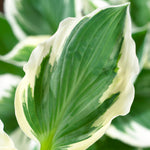 Hosta - Patriot