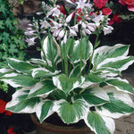 Hosta - Patriot