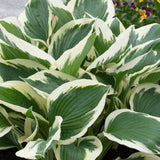 Hosta - Patriot