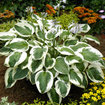 Hosta - Minuteman
