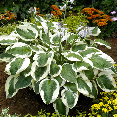 Hosta - Minuteman