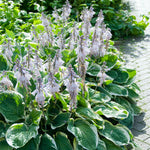 Hosta - Minuteman
