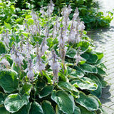 Hosta - Minuteman