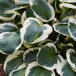 Hosta - Minuteman
