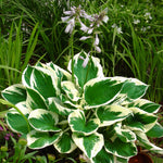 Hosta - Minuteman