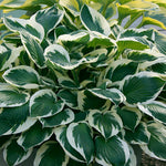 Hosta - Minuteman