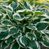 Hosta - Minuteman