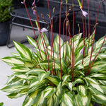 Hosta - Cherry Berry