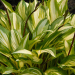 Hosta - Cherry Berry