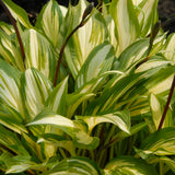 Hosta - Cherry Berry