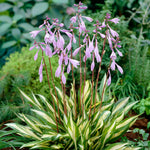 Hosta - Cherry Berry