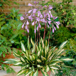 Hosta - Cherry Berry