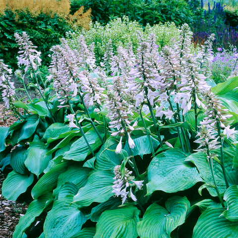 Hosta - Blue Angel