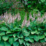 Hosta - Blue Angel