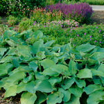 Hosta - Blue Angel
