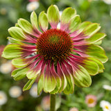 Echinacea - Green Twister