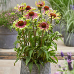 Echinacea - Green Twister