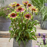 Echinacea - Green Twister