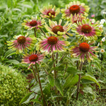 Echinacea - Green Twister