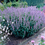 Agastache - Blue Fortune