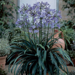 Agapanthus - Blue