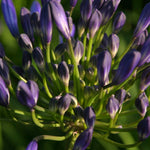 Agapanthus - Blue