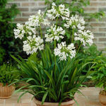 Agapanthus - White