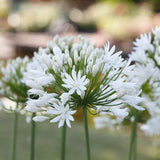 Agapanthus - White