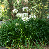 Agapanthus - White