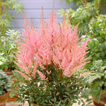 Astilbe - Erika