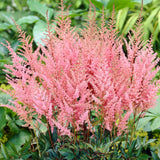 Astilbe - Erika