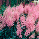 Astilbe - Erika