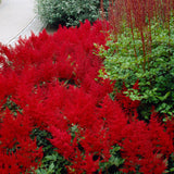 Astilbe - Red Sentinel