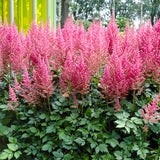 Astilbe - Visions®