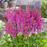 Astilbe - Visions®