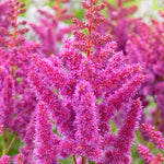 Astilbe - Visions®