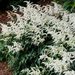 Astilbe - Bridal Veil®