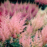 Astilbe - Everchanging Peaches and Cream