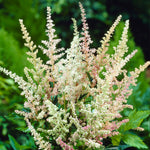 Astilbe - Everchanging Peaches and Cream