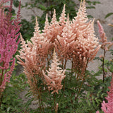 Astilbe - Exclusive - Sara's Coral