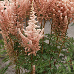 Astilbe - Exclusive - Sara's Coral