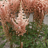 Astilbe - Exclusive - Sara's Coral