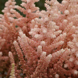 Astilbe - Exclusive - Sara's Coral