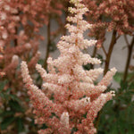 Astilbe - Exclusive - Sara's Coral