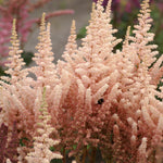 Astilbe - Exclusive - Sara's Coral