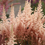 Astilbe - Exclusive - Sara's Coral