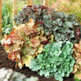 Heuchera - Mix